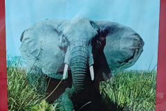 Explore-East-Africa-EAA-poster-1971